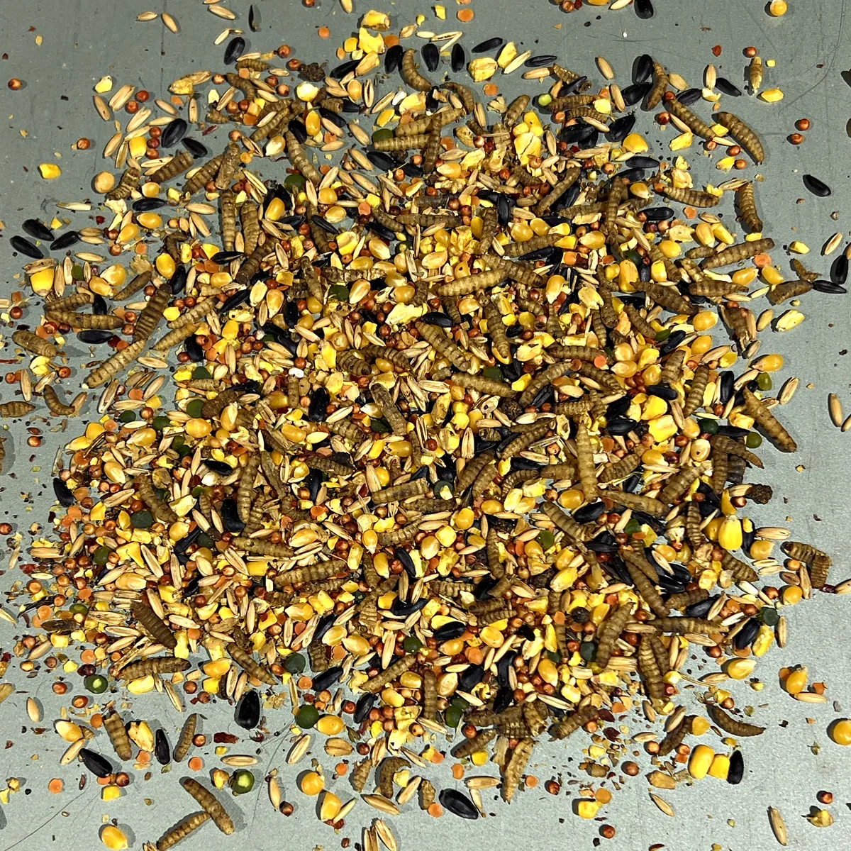 Coop Cascade poured out: black soldier fly larvae, cracked corn, red milo, oats, sunflower seeds, lentils and peas