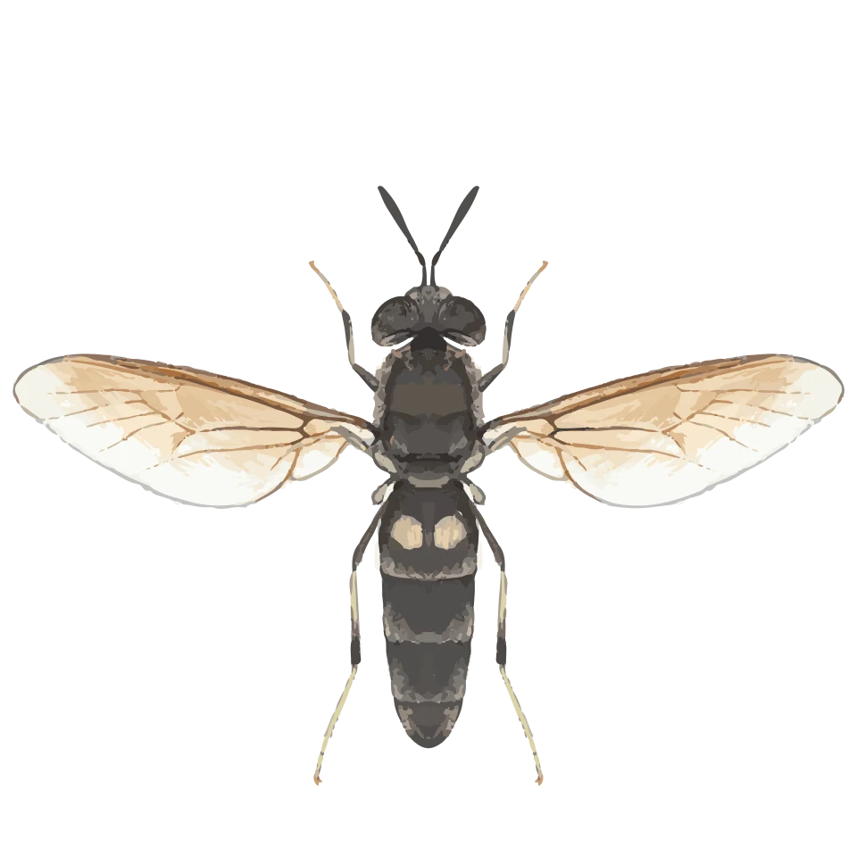 Illustration of the black soldier fly adult stage