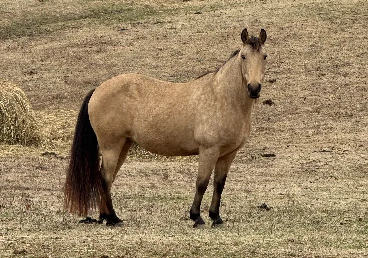 Denali standing in a winter pasture