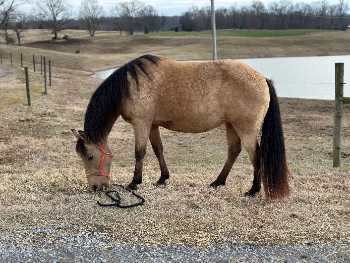 Denali, a buckskin Tennessee Walking Horse, grazing beside a pond