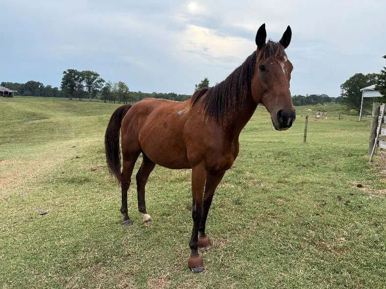 Laz standing in a green pasture