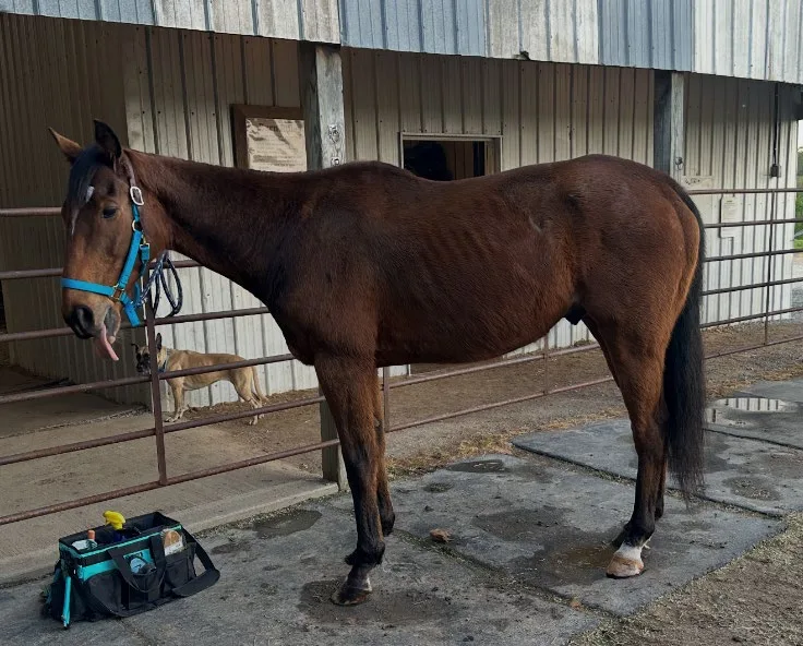 Laz, a bay Thoroughbred, standing outside a barn