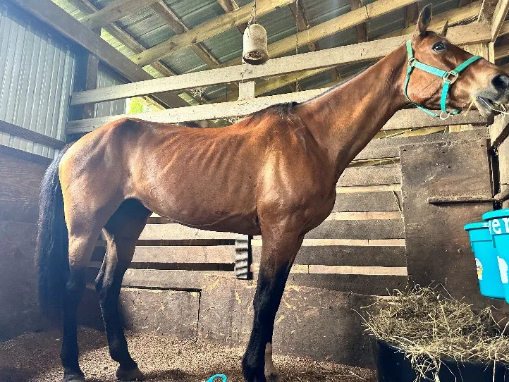 River, thin, standing in a stall